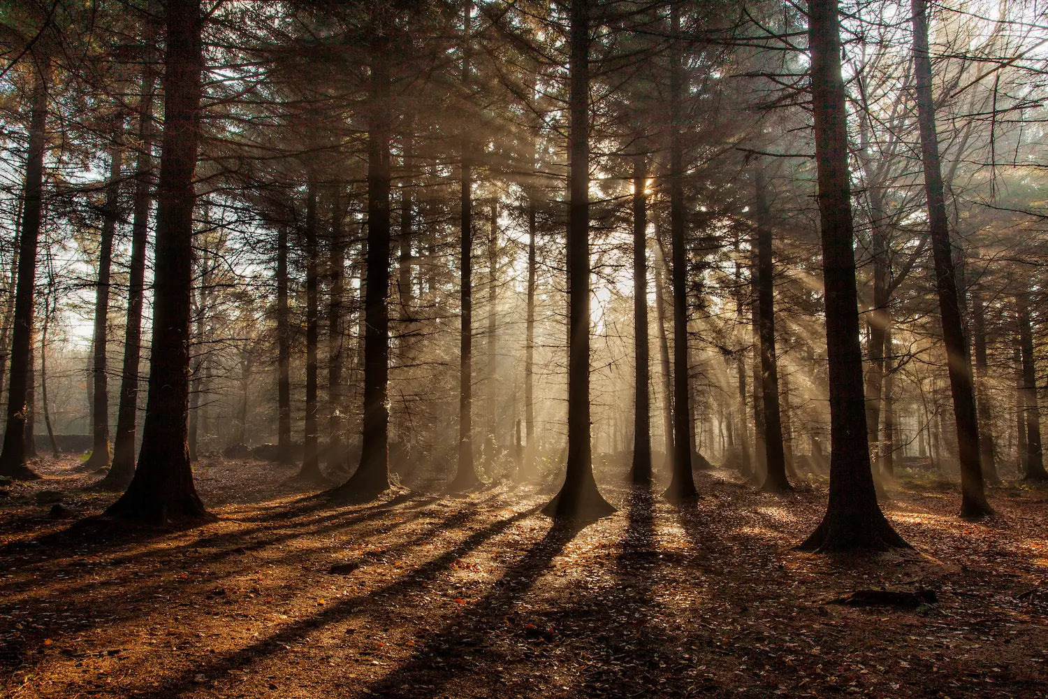 Wooden forest with sunlight filtering through trees.