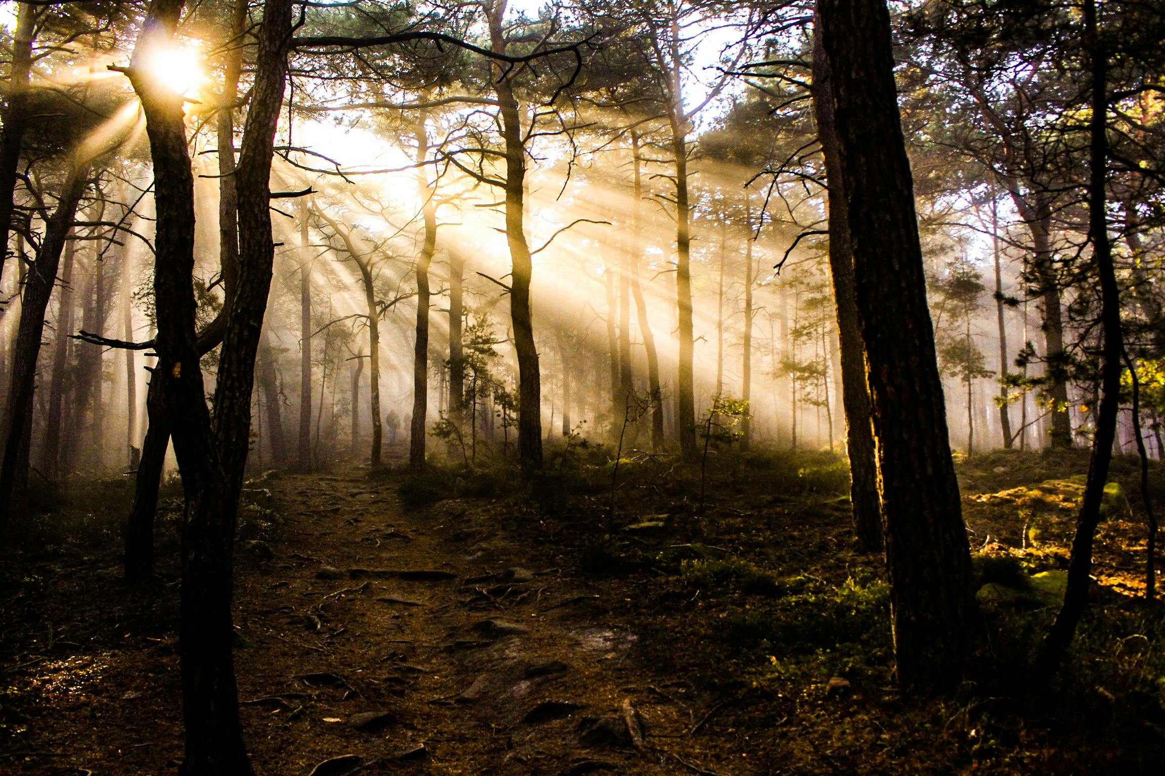 Sun filtering through wooden mossy forest.